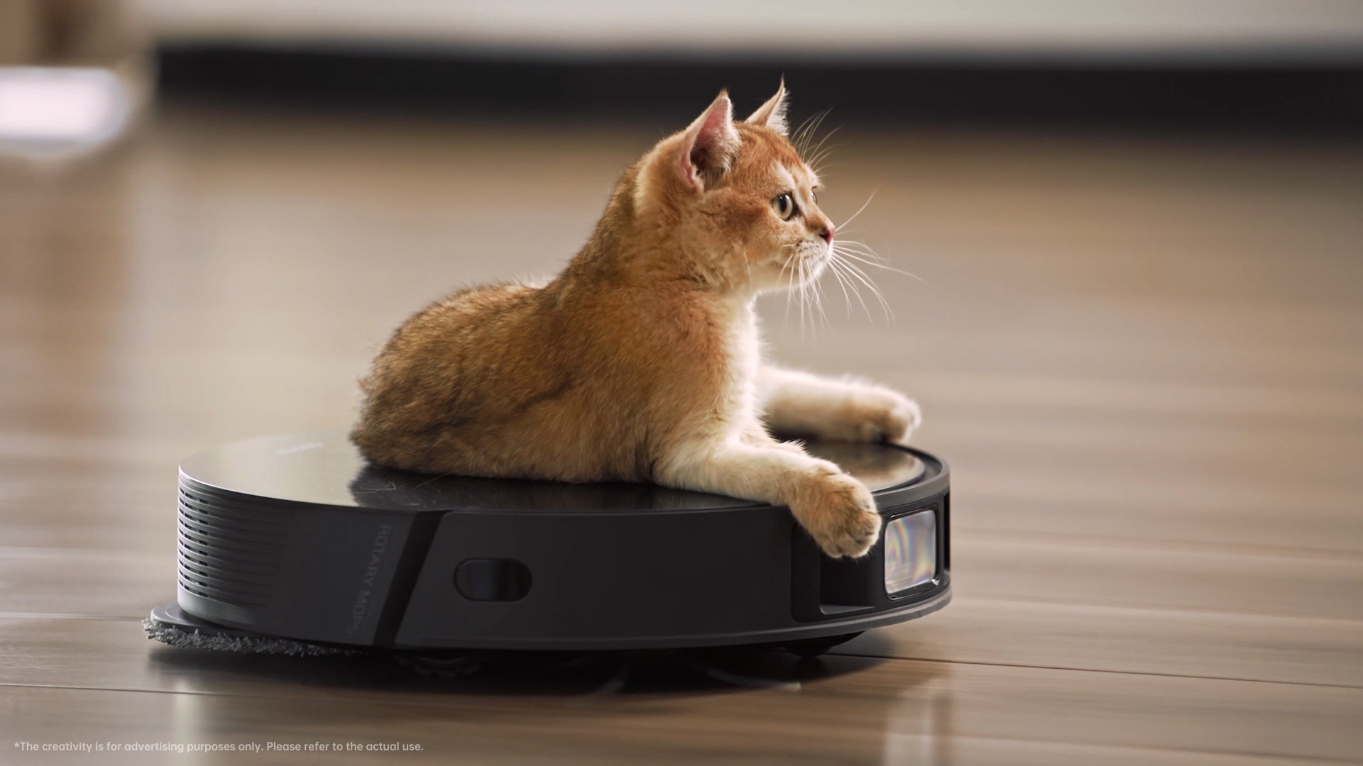 Aspirateurs robots et animaux de compagnie : ce que vous devez savoir