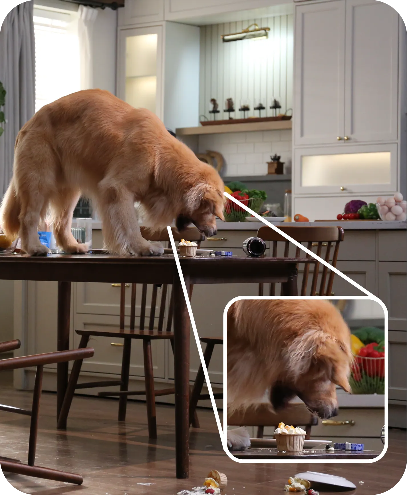 Enregistrement diurne 2K de la Dreame NAVO Care 1 InCam montrant un chien sur la table avec zoom 16x pour les détails